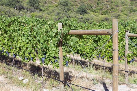 Vineyards Stark Condé Wines Oude Nektar Farm Jonkershoek Flickr