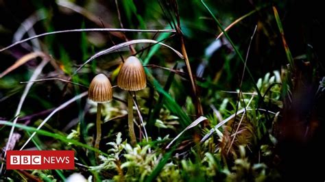 Psilocybin Magic Mushroom Compound Promising For Depression