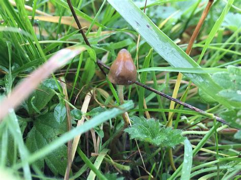 Did I just found my first libs? : r/beacain