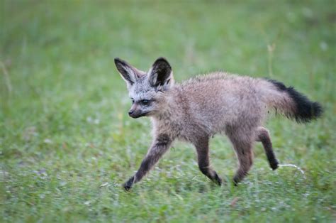 Bat-Eared Fox Pup on the Move | Sean Crane Photography