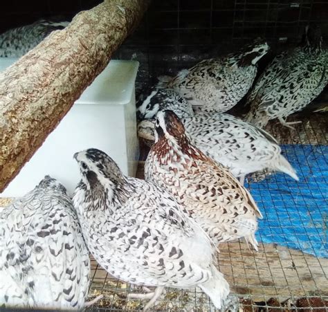 Very Rare Fawn Bobwhite Quail For Sale for Sale