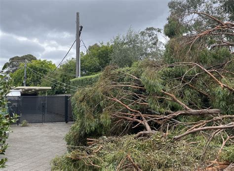 How To Minimise The Cost Of Your Trees During A Storm Riotact