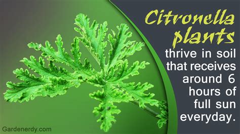 Gardening Tips to Care and Ensure the Vitality of Citronella Plant