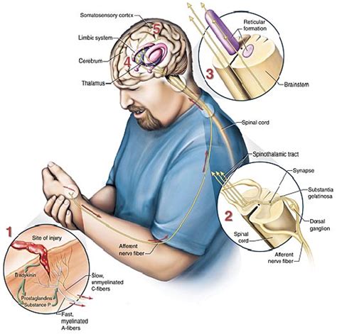 The Pain Cycle - Chronic Pain Relief