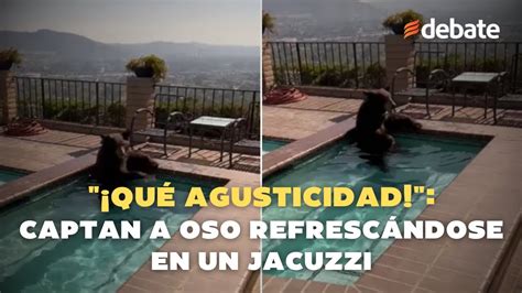 Qué agusticidad Captan a oso refrescándose en un jacuzzi ante la