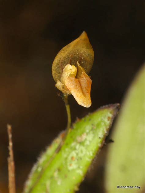 Trichosalpinx Sp From Ecuador Flickr Andreaskay Andreas