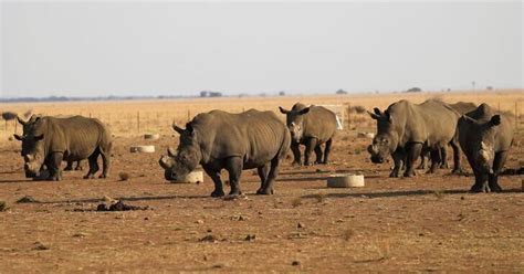 Rhino poaching sees slight decline in South Africa | Reuters