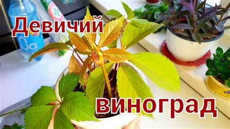 Девичий виноград.В горшке на подоконнике! - YouTube
