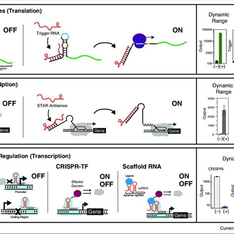 Advances in RNA synthetic biology applications. Recent advances in... | Download Scientific Diagram