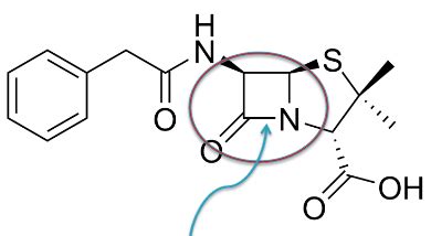 Lactam Antibiotics Flashcards Quizlet