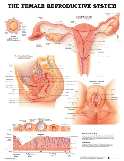 Female Reproductive System Model Labeled Female Reproductive Models