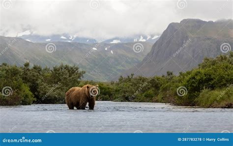 Brown Bear Fishing for Salmon in Alaksa Stock Photo - Image of nose ...