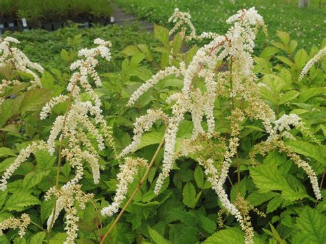 Astilbe Thunbergii Professor Van Der Wielen Echrava Zahradnictv