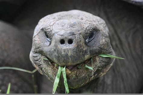 A Giant Tortoise Munches On Some Grass On Santa Cruz Island In The