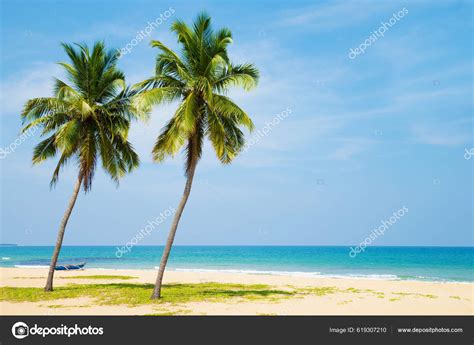 Coconut Tree Sky Background Stock Photo By ©marisha5 619307210