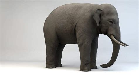 Asian Elephant 3d Model By Viverna