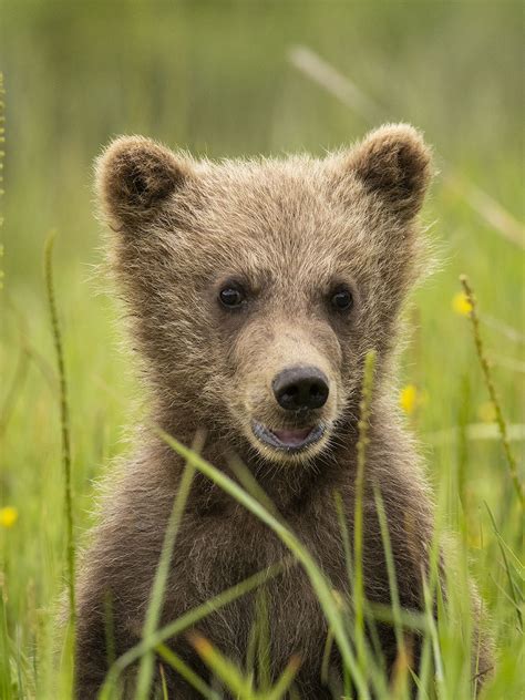 Brown Bear Cubs - Photo Blog - Niebrugge Images