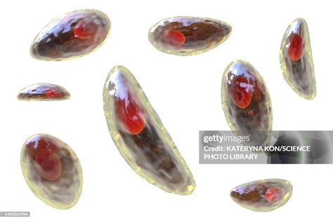 Toxoplasma Gondii Parasites Illustration High Res Vector Graphic