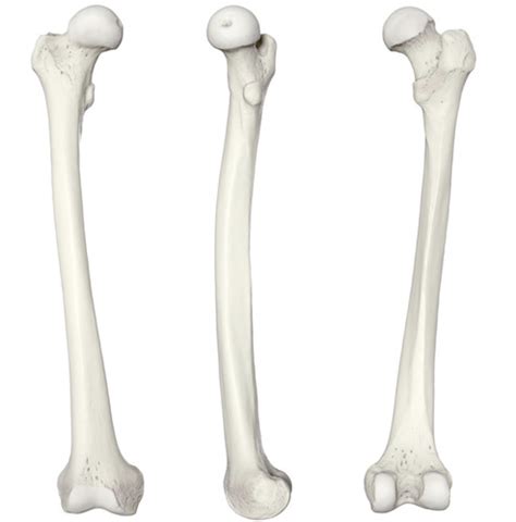 Appendicular Skeleton Bones Of The Leg Ankle And Foot Flashcards