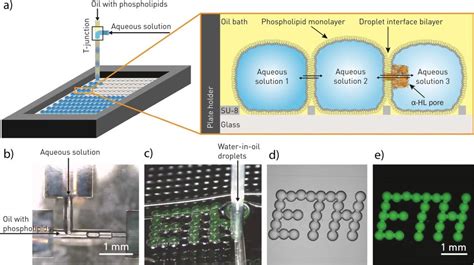 Microfluidics Technology For Investigating Reaction Cascades In