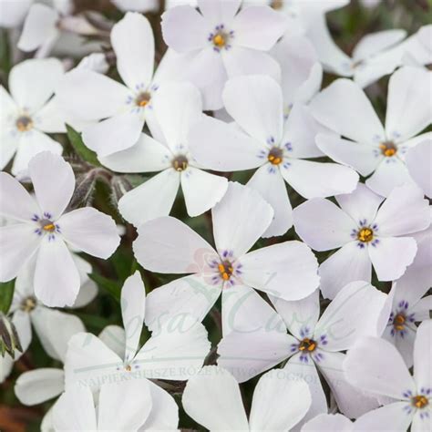 Płomyk Floks Szydlasty Fabulous White Light Rose Phlox subulata