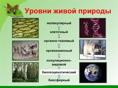 Общие представления о жизни. Уровни организации жизни. Организм ...