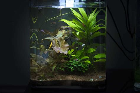 5 Gallon Fish Tank Our Top Four Choices