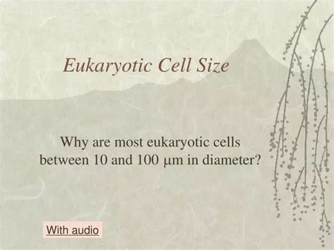 PPT - Eukaryotic Cell Size PowerPoint Presentation, free download - ID ...