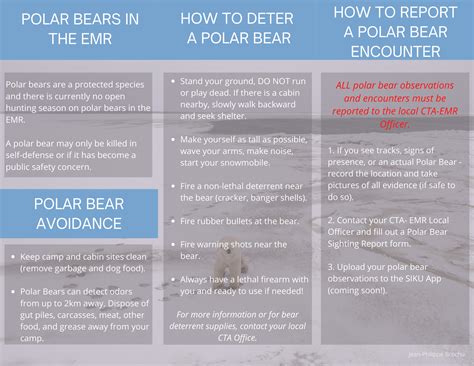 Polar Bears – Eeyou Marine Region Wildlife Board