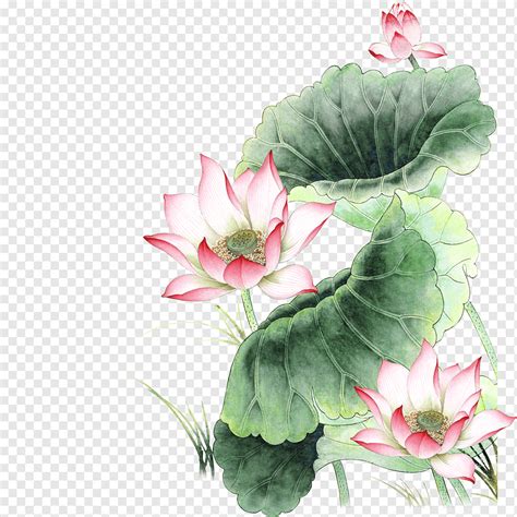 Ilustraci N De Flores Blancas Y Rojas Nelumbo Nucifera Icono Rosa