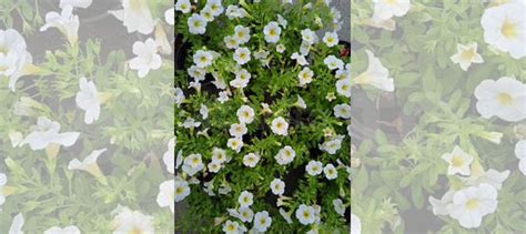 Калибрахоа купить в Тольятти | Товары для дома и дачи | Авито