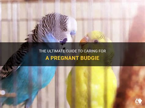 The Ultimate Guide To Caring For A Pregnant Budgie | PetShun