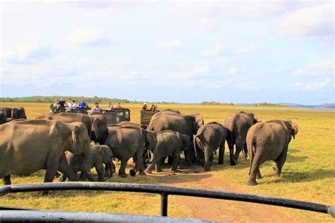 Au départ de Negombo Safari dans le parc national de Minneriya