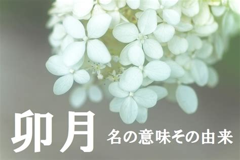 旧暦で4月を意味する「卯月（うづき）」、その由来は十二支の「卯」とはまた別物なんです！！ Cube ニュース