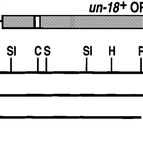 Restriction Map Of The Kb Bamhi Fragment Which Contains The Un