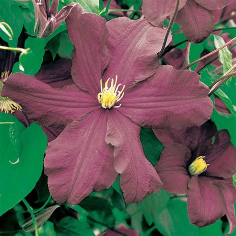 Clematis Warszawska Nike Large Plant Climbing Plants Van Meuwen Clematis Large Plants