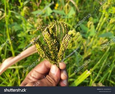 Eleusine Coracana Finger Millet Plants Called Stock Photo 2206909673