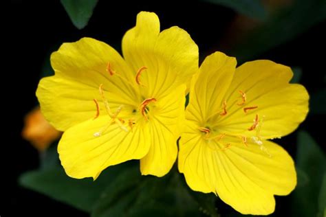 Primrose Flower Meaning and Symbolism: Ultimate Guide - SimplyBeyondHerbs