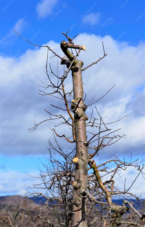 badly pruned apple tree