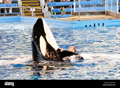 Killer Whale Show At Seaworld San Antonio Texas The Largest