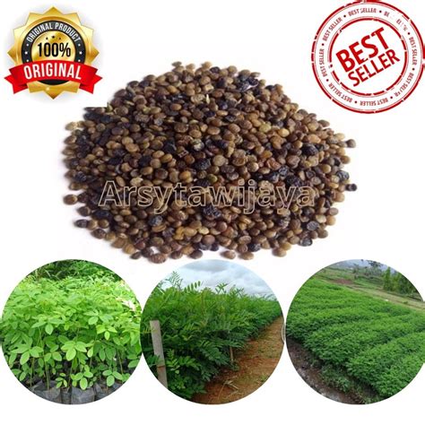 Jual BENIH INDIGOFERA KUALITAS SUPER BENIH INDIGOFERA UNTUK PAKAN