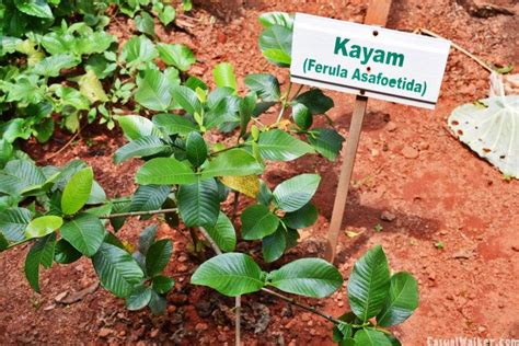 Kerala Ayurvedic Herbal And Spices Garden Munnar Kerala Visit Travel Guide Casual Walker