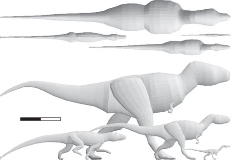 Allosaurus Vs T Rex Size Comparison Rex Adults Were A Significantly Larger Compared With