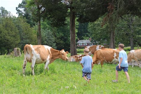 Government Overreach Virginia Amish Farmer S Livelihood On The Line