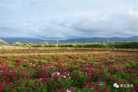 「肃北名片」被夕阳染了色的“千亩花海”美了美了 让人醉了醉了 每日头条