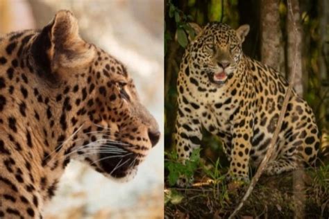 Serupa Tapi Tak Sama Ini 5 Perbedaan Leopard Dan Jaguar