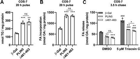 Lipid Droplet Mitochondria Coupling Via Perilipin 5 Augments