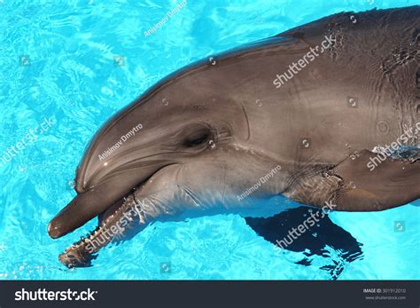 Smiling Dolphin Close Dolphin Smile Water Stock Photo 301912010