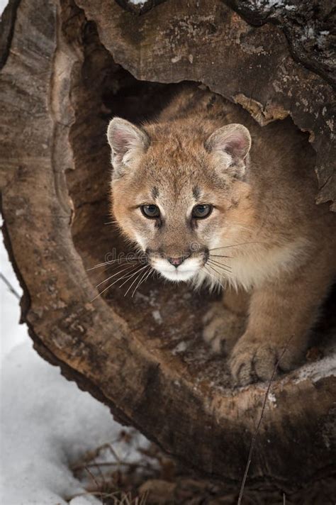 Female Cougar Puma Concolor Peers Out From Inside Log Winter Stock