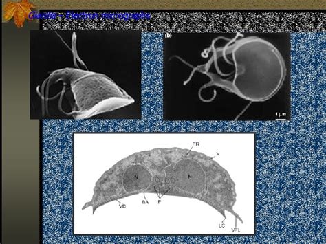 Giardia Lamblia Giardia Lamblia Intestinal Flagellate Lives In